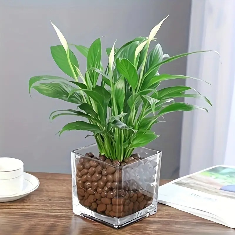 1LB Reusable Hydroponic Clay P - đánh giá và giá Clay Pebble Growing