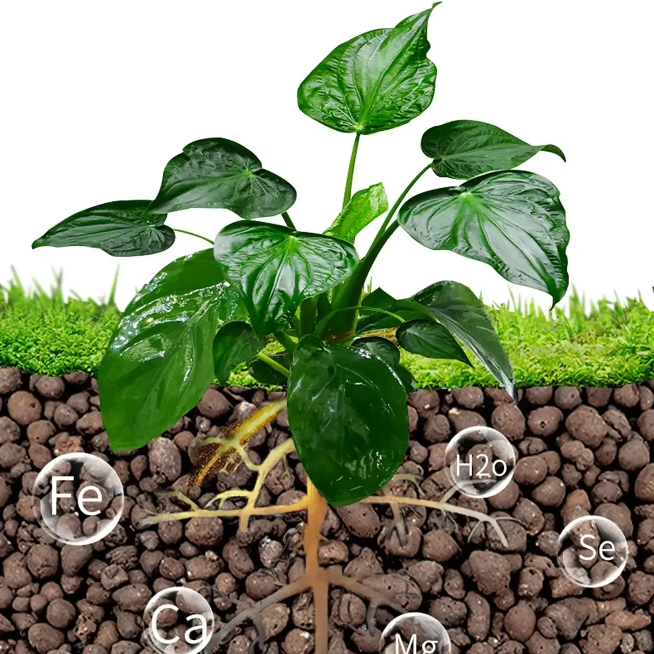 500g/pack Leca Balls Clay Pebb - đánh giá và giá Clay Pebble Growing